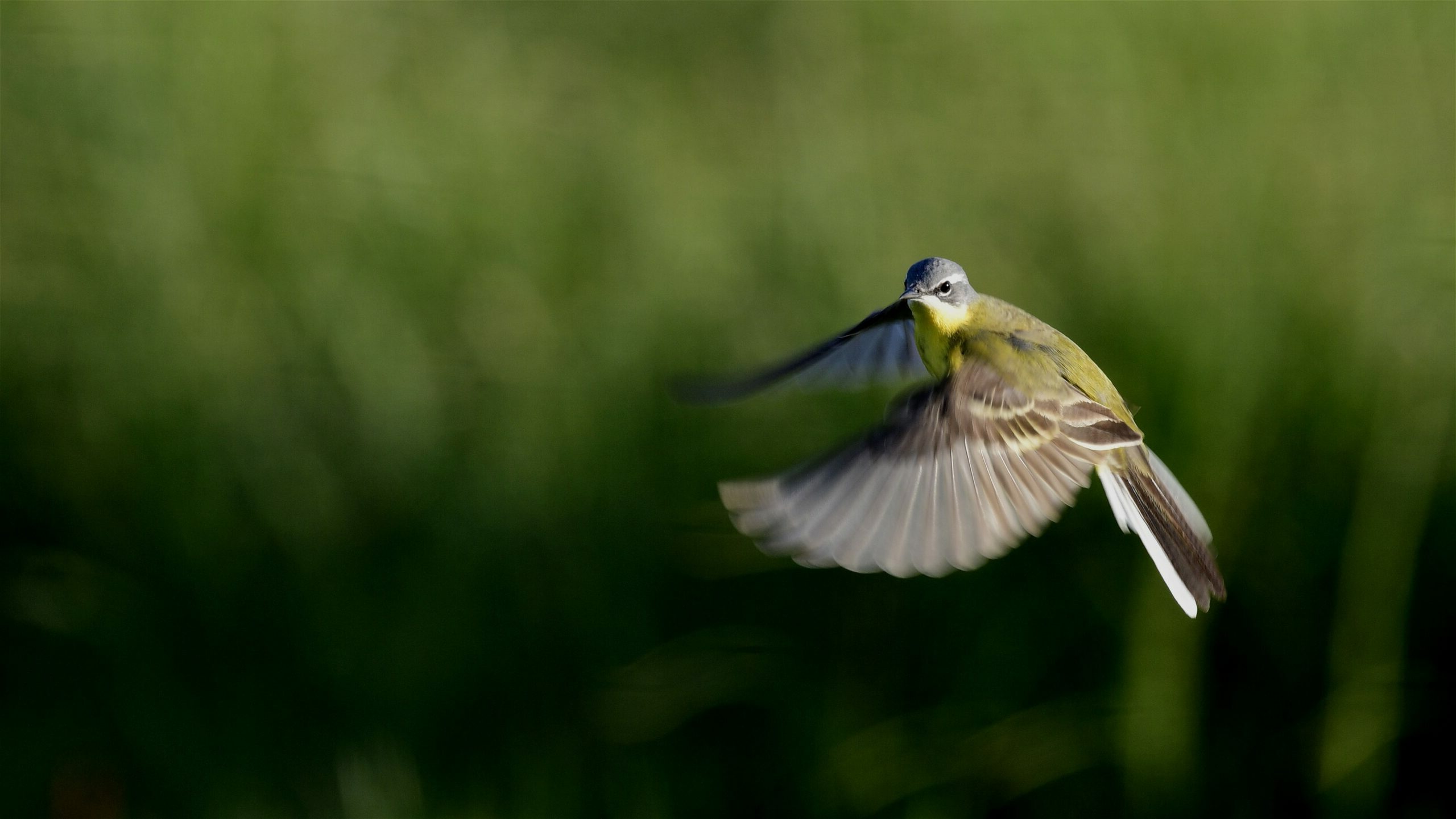 Flying yellow wagtail