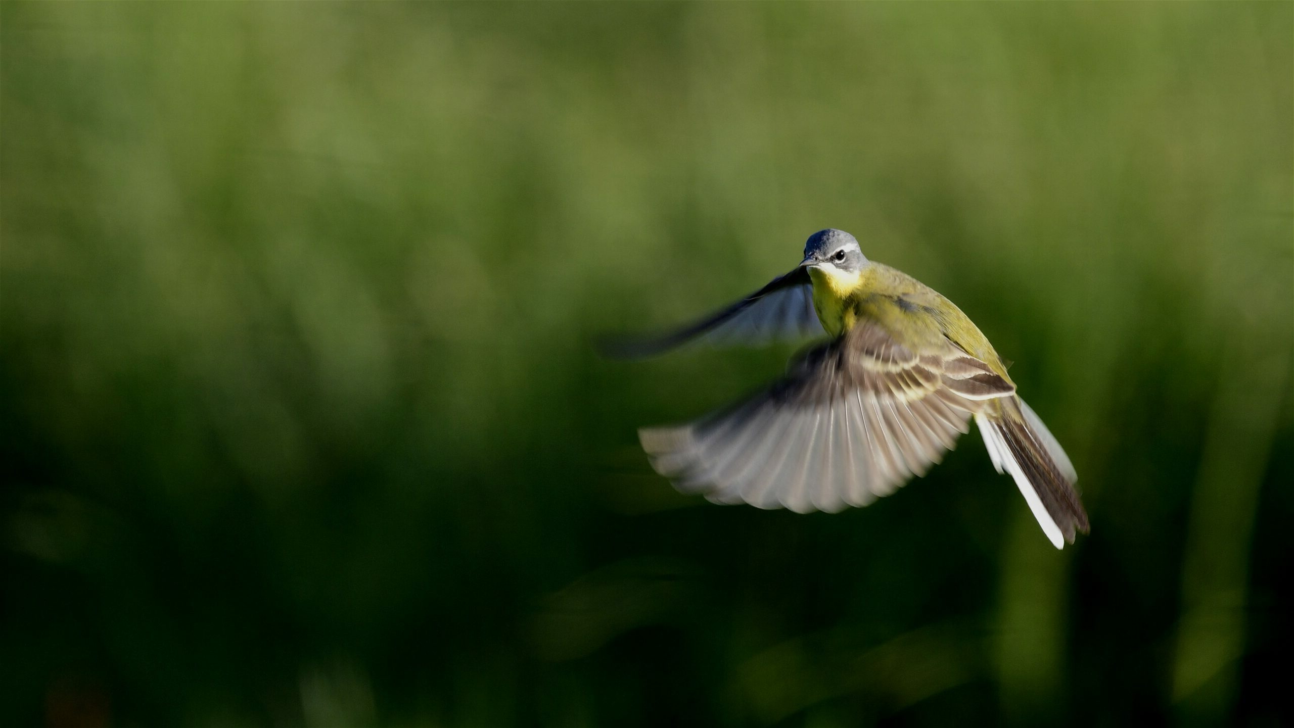 Home - Swedish Biodiversity Data Infrastructure