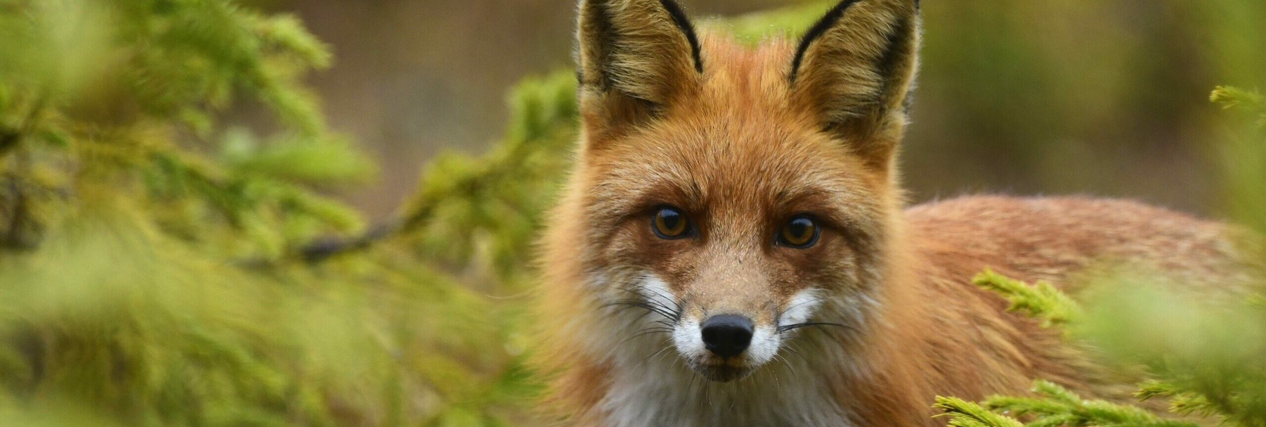 Red fox staring at photographer