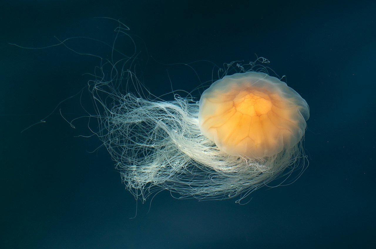 Red jellyfish