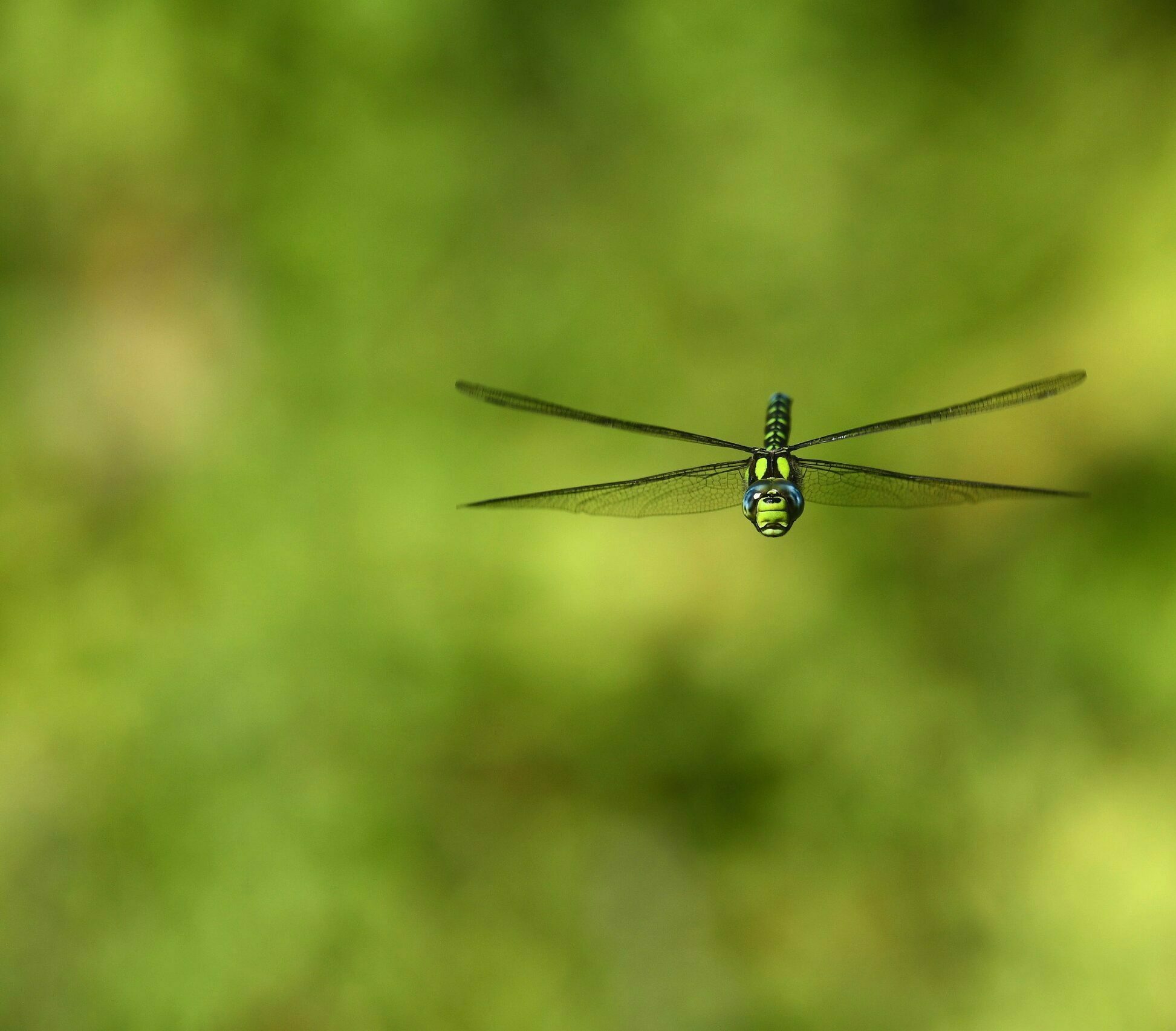 Hovering dragonfly