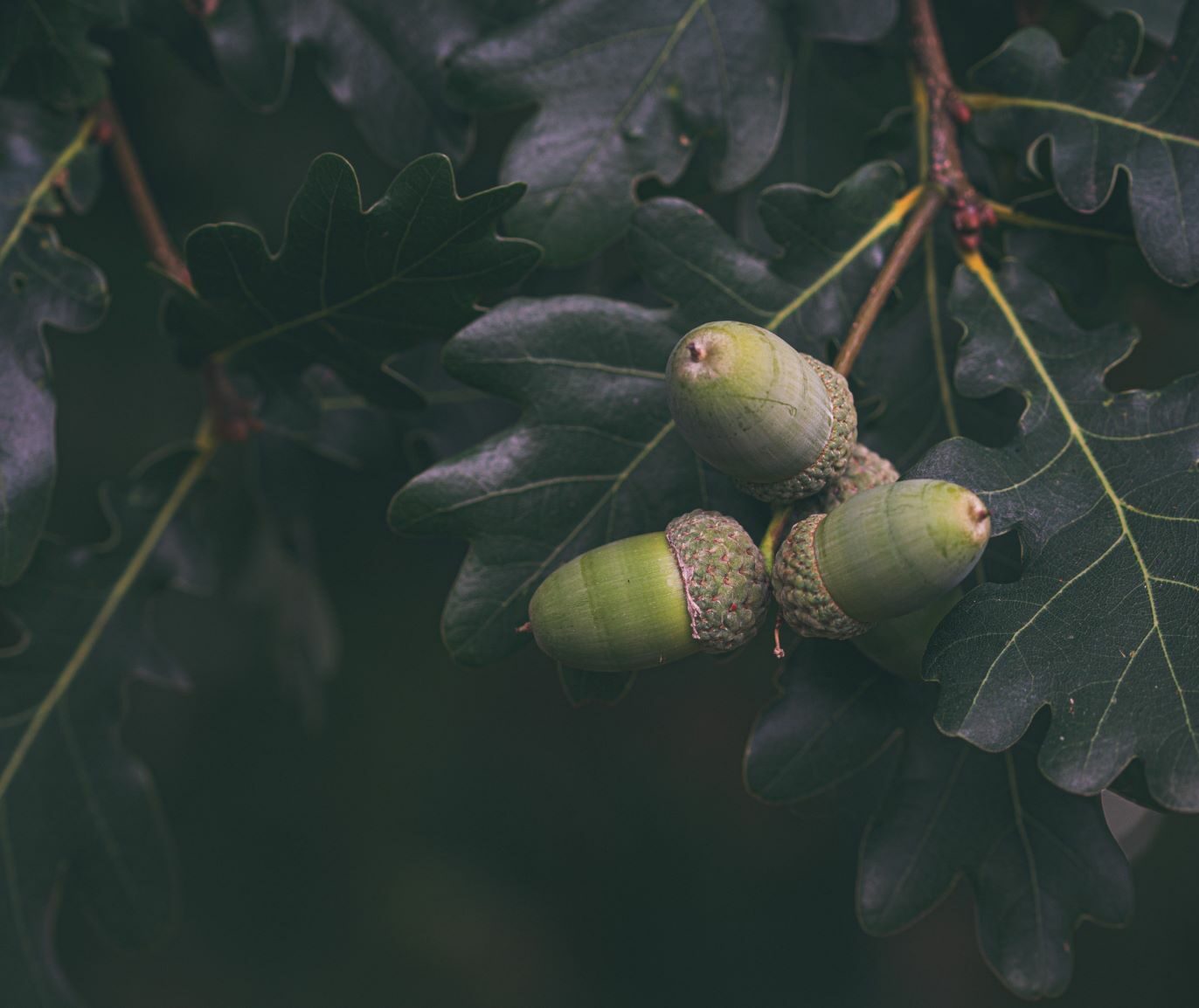 Acorns