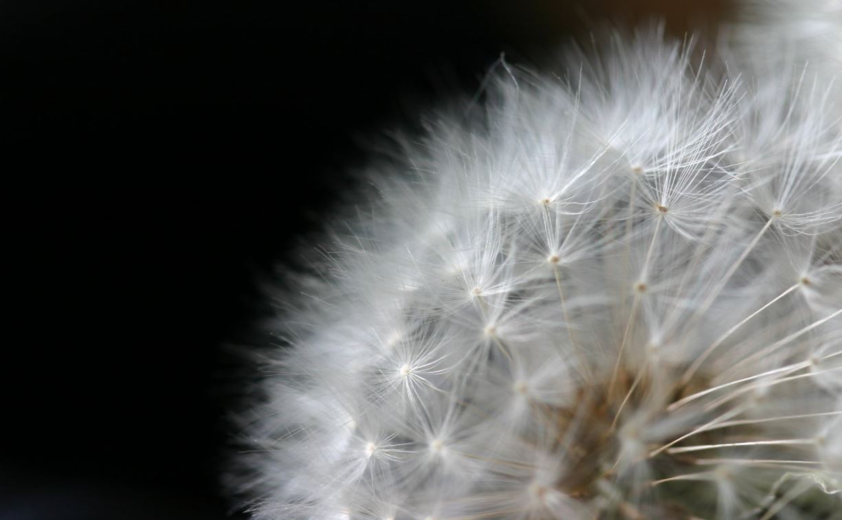 Close up of dandelion