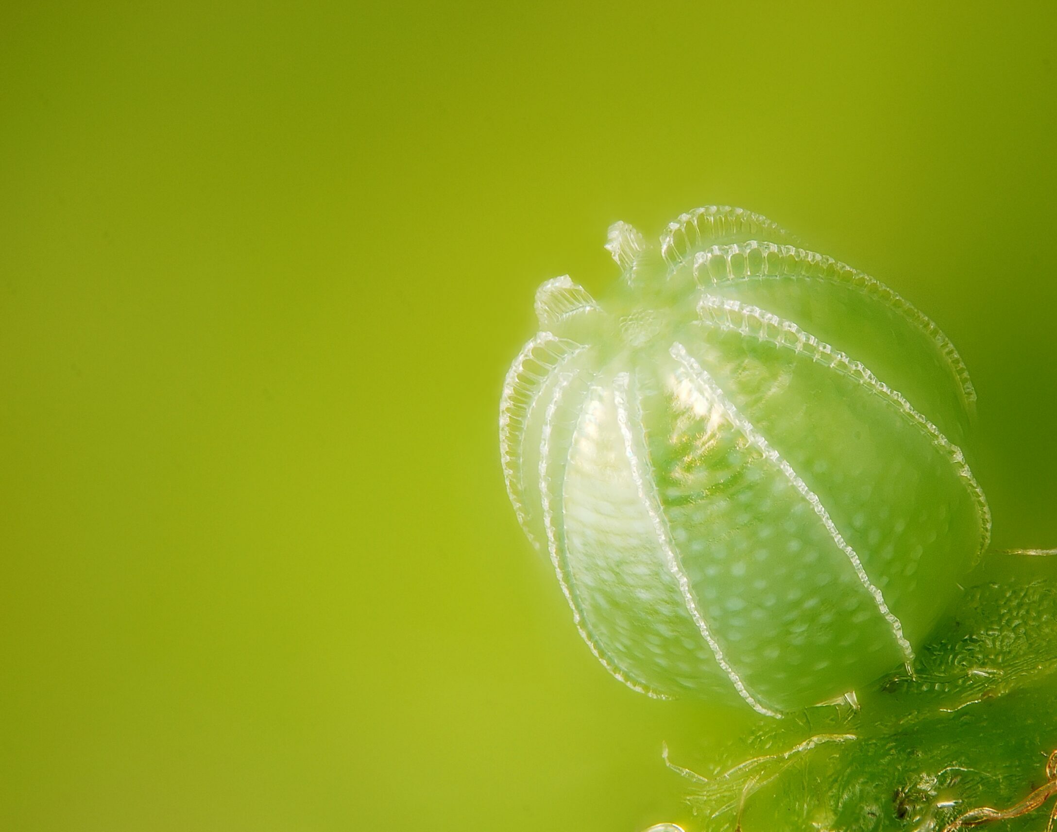Close up of butterfly egg