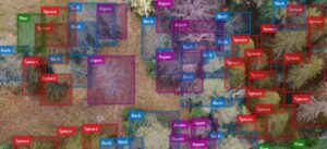 AI for species recognition in forests