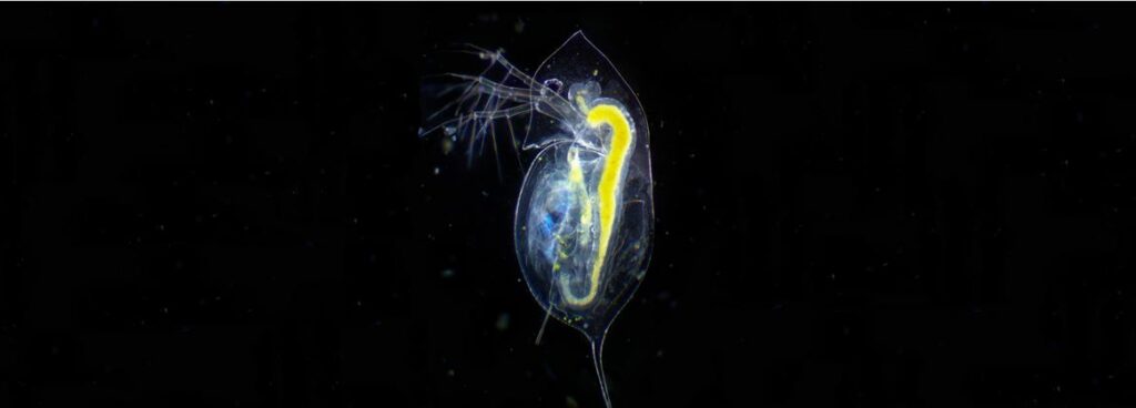 Daphnia galeata Sars, 1864 observed in Russia by Ivan (CC BY-NC 4.0)