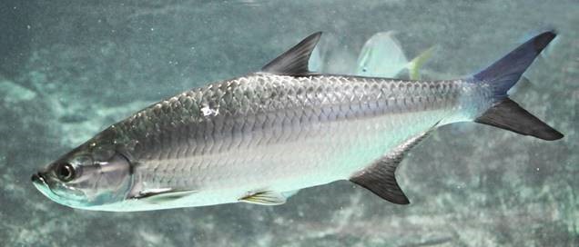 Tarpon (Megalops atlanticus)