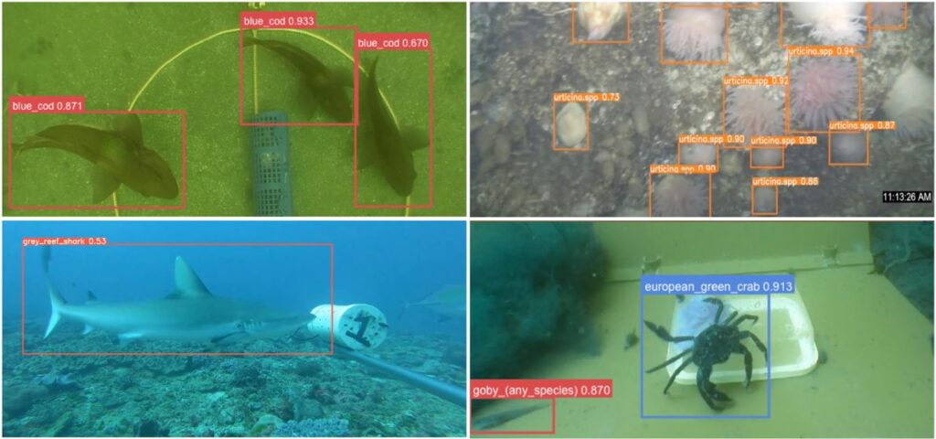 Underwater pictures. Monitoring the ocean with autonomous techniques and computer vision methods.