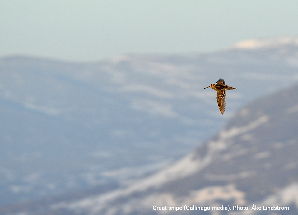 Great snipe (Gallinago media). Photo: Åke Lindström