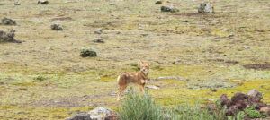 Etiopisk varg (Canis simensis) från Bale mountains i Etiopien