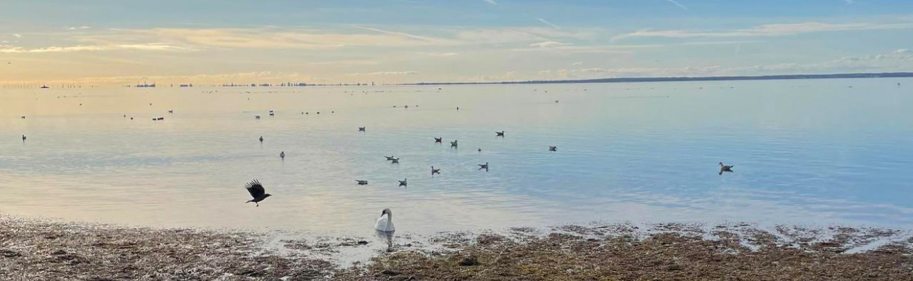 Svan vid havet. Foto: Therese Ek